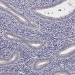 Cdc45L Antibody in Immunohistochemistry (Paraffin) (IHC (P))