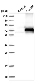 Cdc45L Antibody in Western Blot (WB)