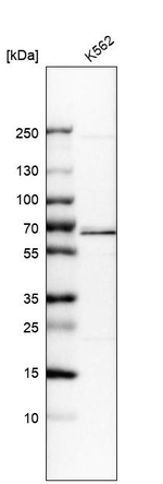 Cdc45L Antibody in Western Blot (WB)
