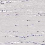 GRASP1 Antibody in Immunohistochemistry (Paraffin) (IHC (P))