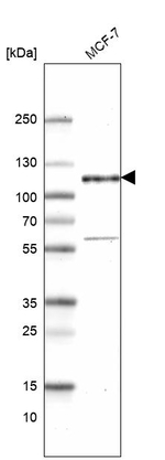 GRASP1 Antibody in Western Blot (WB)