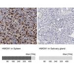 HMOX1 Antibody