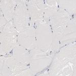 HMOX1 Antibody in Immunohistochemistry (Paraffin) (IHC (P))
