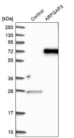 ARFGAP3 Antibody in Western Blot (WB)
