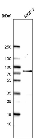 CCNK Polyclonal Antibody