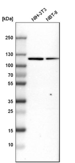 MTHFD1 Antibody in Western Blot (WB)