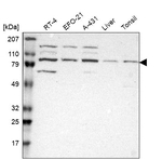 Kaiso Antibody in Western Blot (WB)