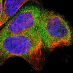 SH3BP1 Polyclonal Antibody