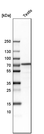 HSPA2 Antibody in Western Blot (WB)