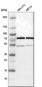HSPA2 Antibody in Western Blot (WB)