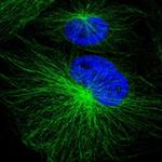 PSMA3 Polyclonal Antibody