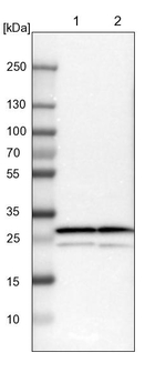 PSMA3 Antibody in Western Blot (WB)