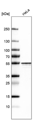 hnRNP H2 Antibody in Western Blot (WB)