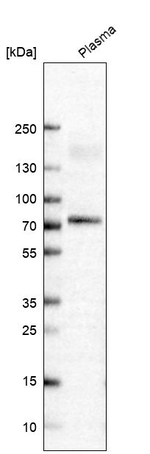 C4BPA Antibody in Western Blot (WB)