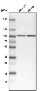 STAT1 Antibody in Western Blot (WB)