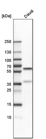 PDCD4 Antibody in Western Blot (WB)