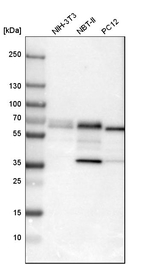 PDCD4 Antibody in Western Blot (WB)