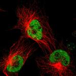 TAF1 Polyclonal Antibody