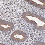 Apolipoprotein L2 Antibody in Immunohistochemistry (Paraffin) (IHC (P))
