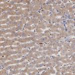Apolipoprotein L2 Antibody in Immunohistochemistry (Paraffin) (IHC (P))