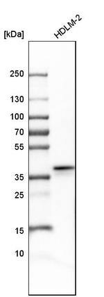 Apolipoprotein L2 Antibody in Western Blot (WB)