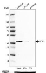 Apolipoprotein L2 Antibody