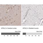 Apolipoprotein L2 Antibody