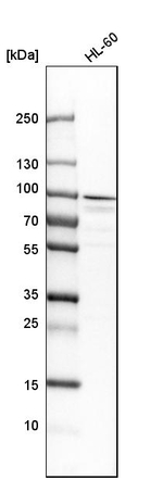 Aconitase 2 Antibody in Western Blot (WB)