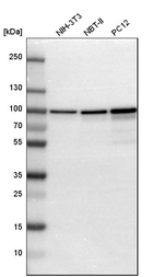Aconitase 2 Antibody in Western Blot (WB)