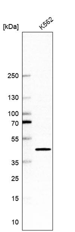 CrkL Antibody in Western Blot (WB)