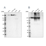 Filamin A Antibody in Western Blot (WB)