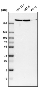 Filamin A Antibody in Western Blot (WB)