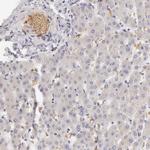 Complement Factor I Antibody in Immunohistochemistry (Paraffin) (IHC (P))