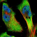 CKAP4 Antibody in Immunocytochemistry (ICC/IF)