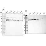CKAP4 Antibody in Western Blot (WB)