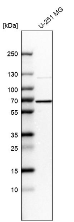 CKAP4 Antibody in Western Blot (WB)