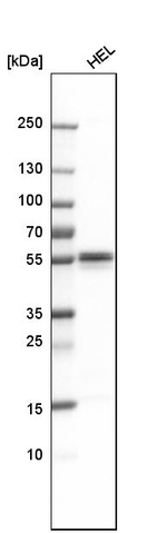 Lyn Antibody in Western Blot (WB)