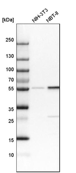 Lyn Antibody in Western Blot (WB)