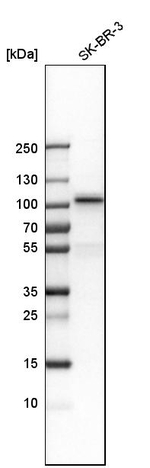 MSK1 Antibody in Western Blot (WB)