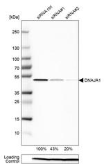 HDJ2 Antibody
