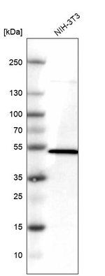 HDJ2 Antibody in Western Blot (WB)