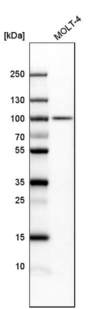 B-Raf Antibody in Western Blot (WB)