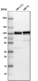 B-Raf Antibody in Western Blot (WB)