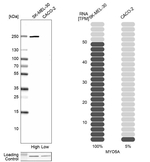 MYO5A Antibody in Western Blot (WB)