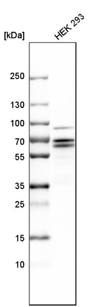 PCTAIRE1 Antibody in Western Blot (WB)