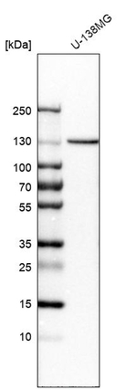 H-cadherin Antibody in Western Blot (WB)