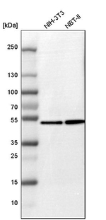 Flotillin 1 Antibody in Western Blot (WB)