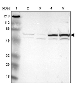 TrxR1 Antibody in Western Blot (WB)