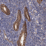 Flotillin 2 Polyclonal Antibody