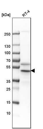 Flotillin 2 Antibody in Western Blot (WB)